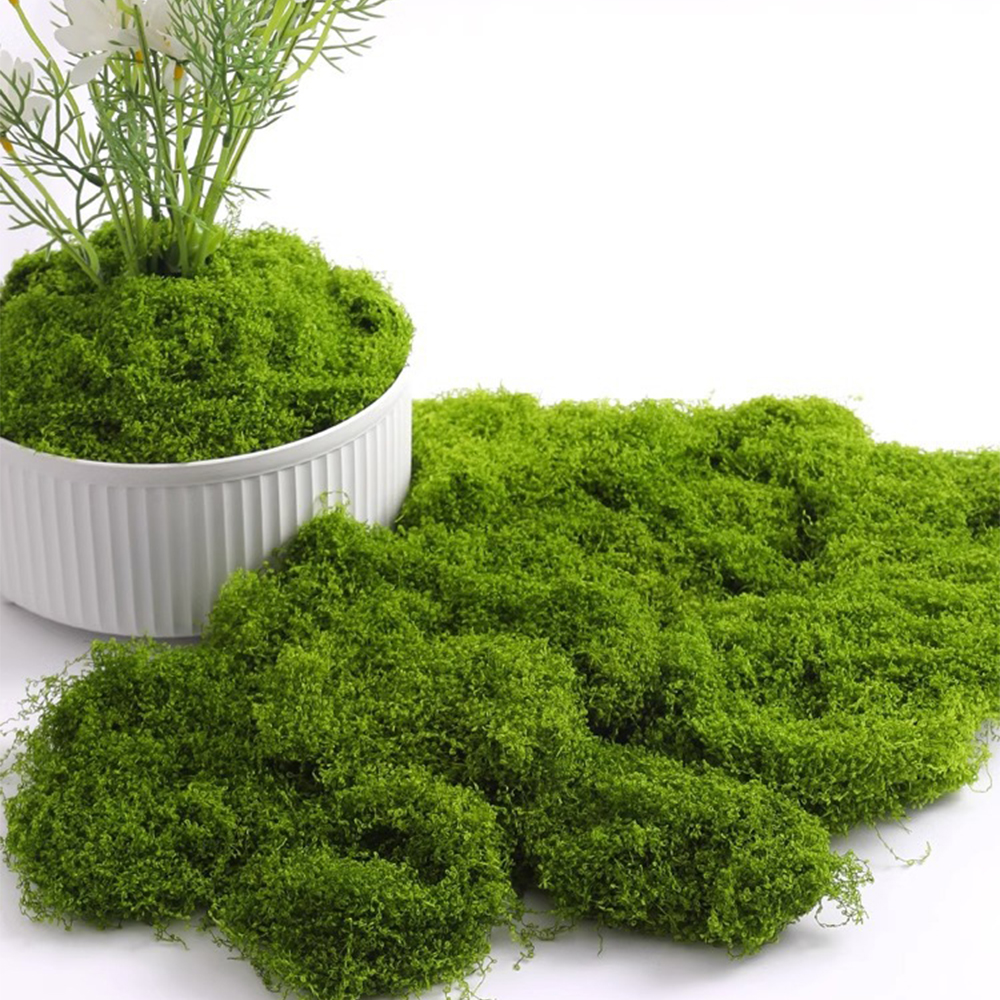 Eternal Life Moss DIY Crafts G - Sphagnum Moss Dry avis et prix