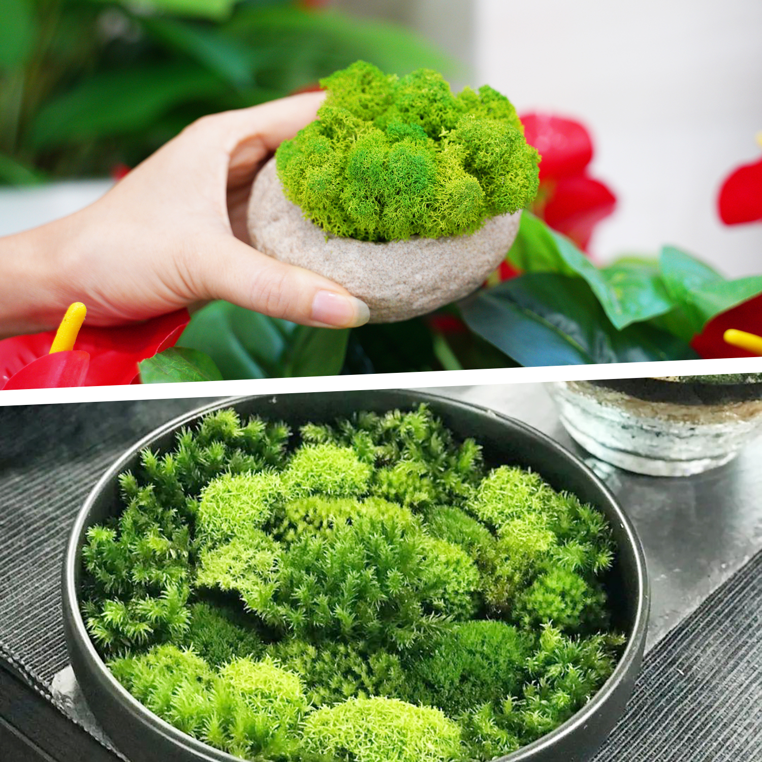 Artificial Green Plants Eterna - Sphagnum Moss Dry avis et prix