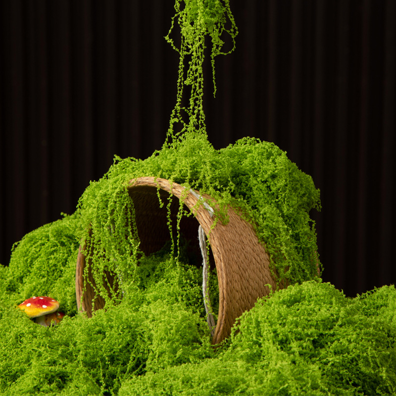 200g Eternal Life Moss DIY Cra - Sphagnum Moss Dry avis et prix
