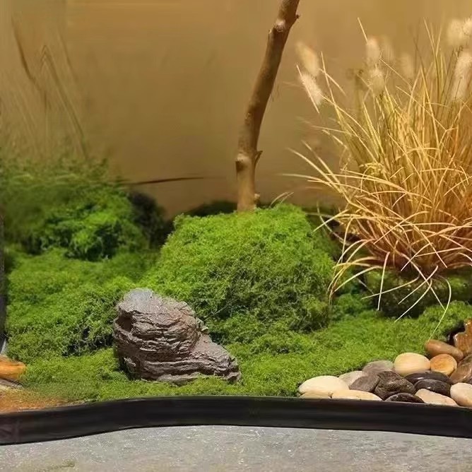 200g Eternal Life Moss DIY Cra - Sphagnum Moss Dry avis et prix