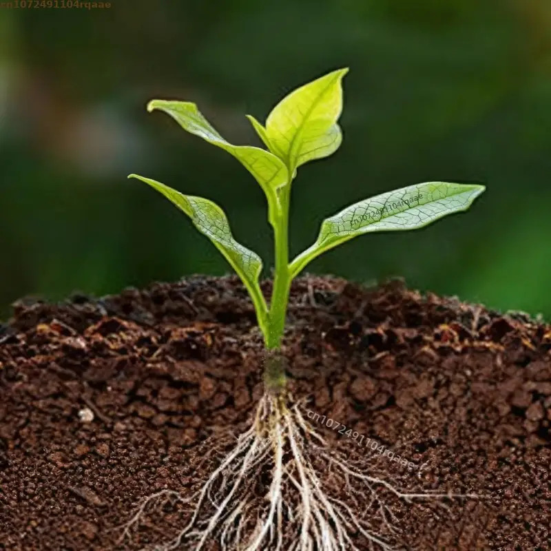 Plant Rooting Powder Indole Bu - Rooting Hormone Powder avis et prix