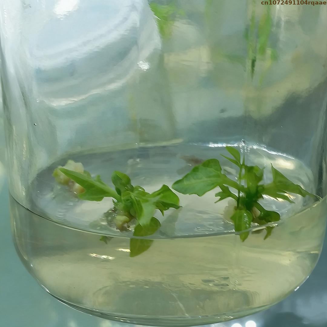 Premium Plant Tissue Culture A - Agar Tissue Culture avis et prix
