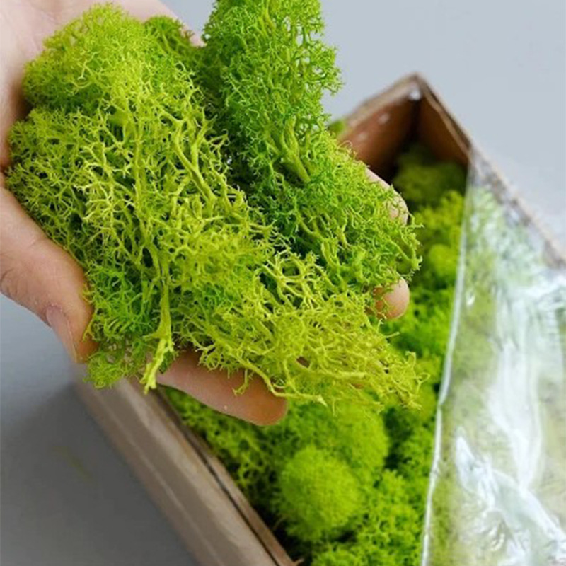 Artificial Green Plants Mini L - Sphagnum Moss Dry avis et prix