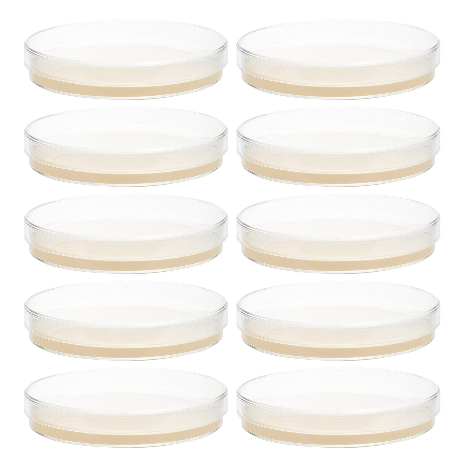10pcs Nutrient Agar Plates Pre - Agar Tissue Culture avis et prix
