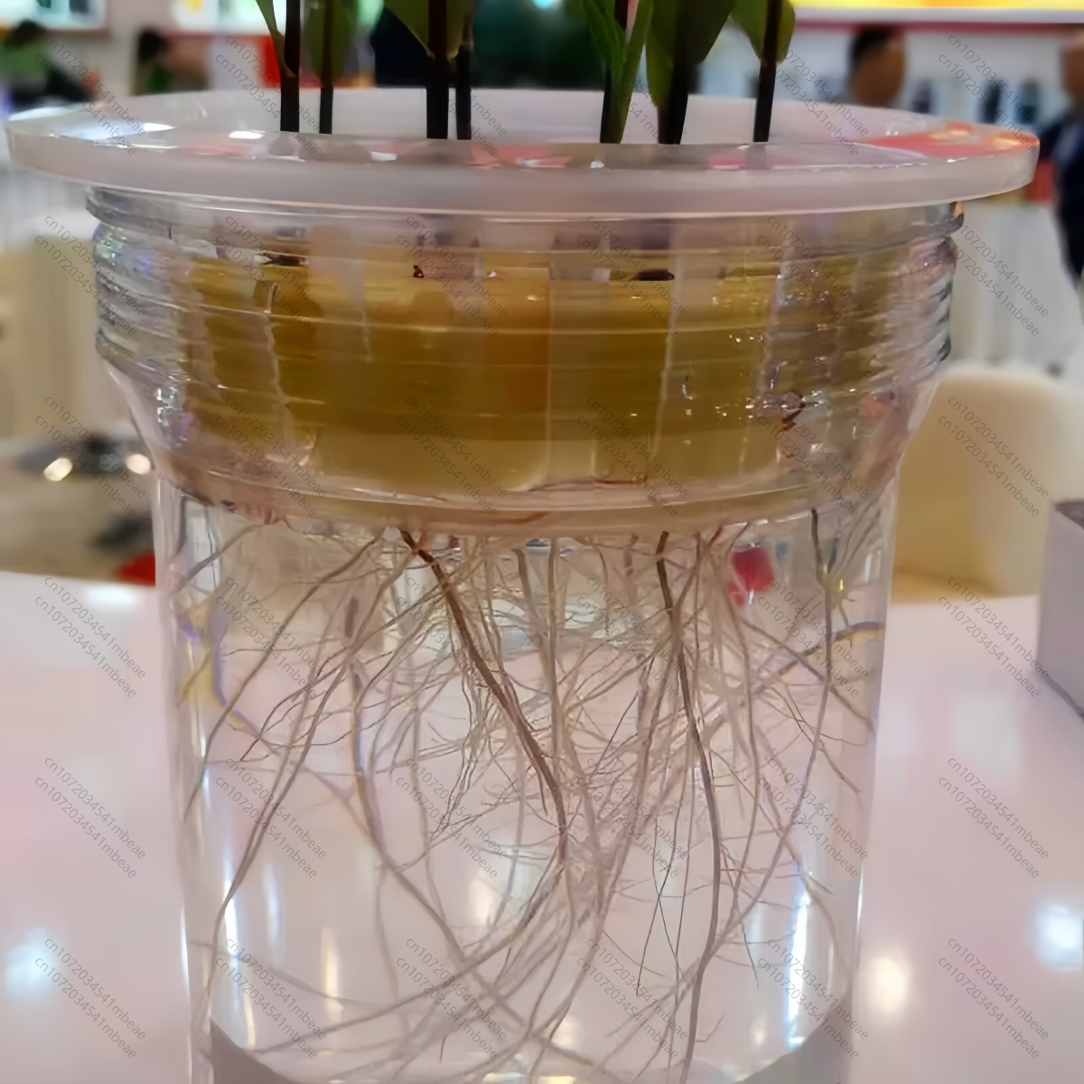 NAA 98% TC 1-Naphthaleneacetic - Rooting Hormone Powder avis et prix