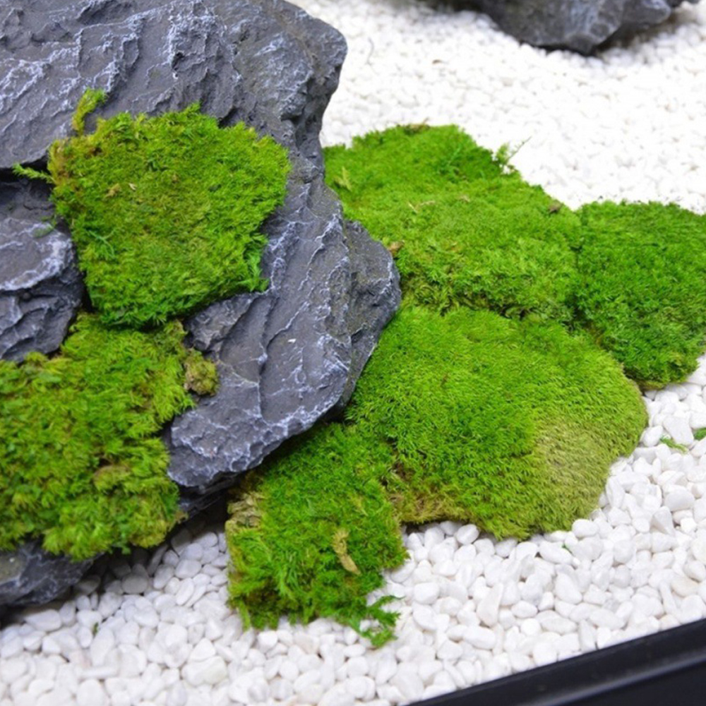 20/80g Eternal Life Moss Grass - Sphagnum Moss Dry avis et prix
