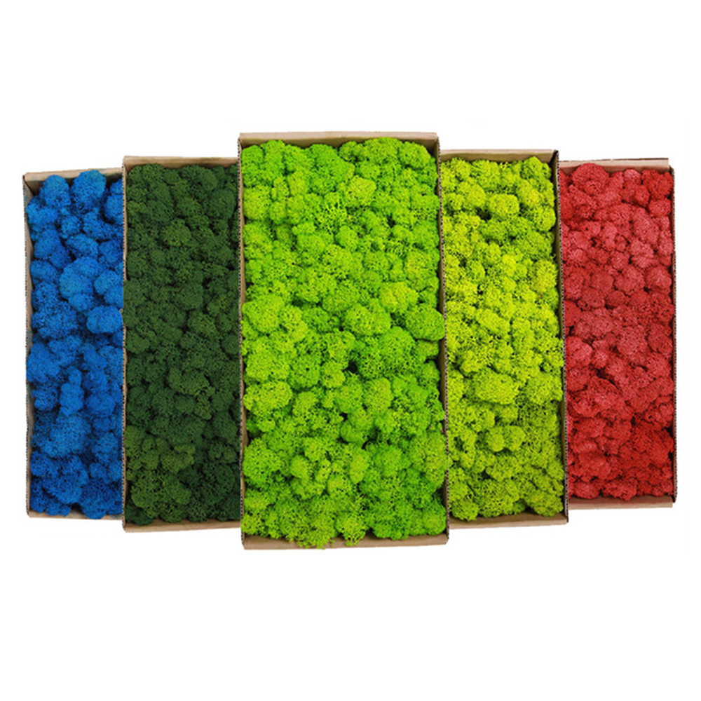 20/80g Eternal Life Moss Grass - Sphagnum Moss Dry avis et prix