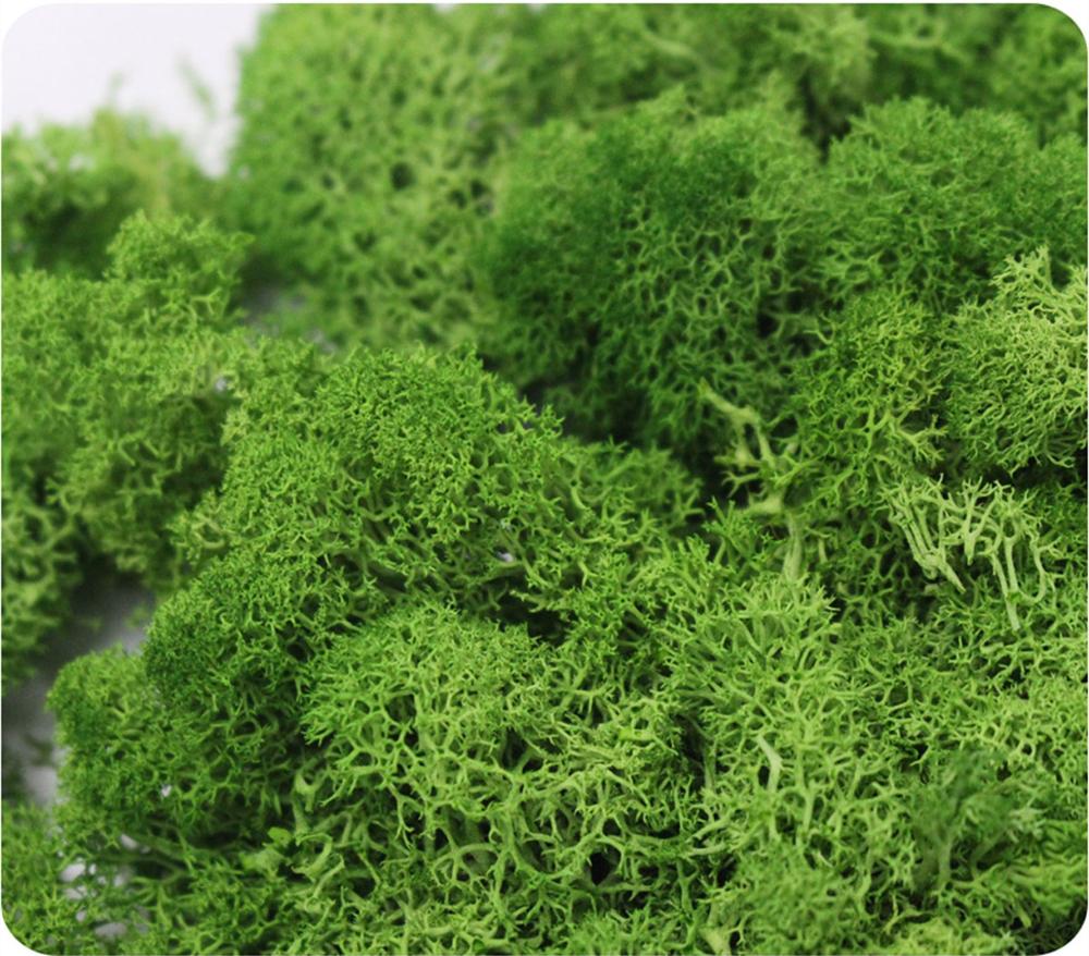 Artificial Plant Eternal Life  - Sphagnum Moss Dry avis et prix