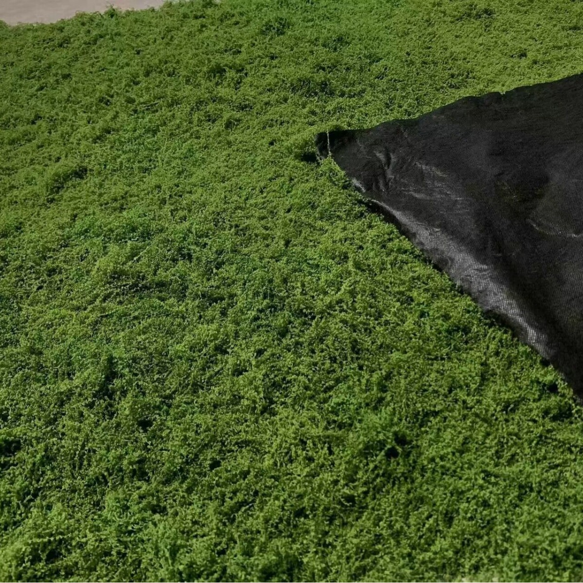 1*1m Fake Moss DIY Crafts Gras - Sphagnum Moss Dry avis et prix