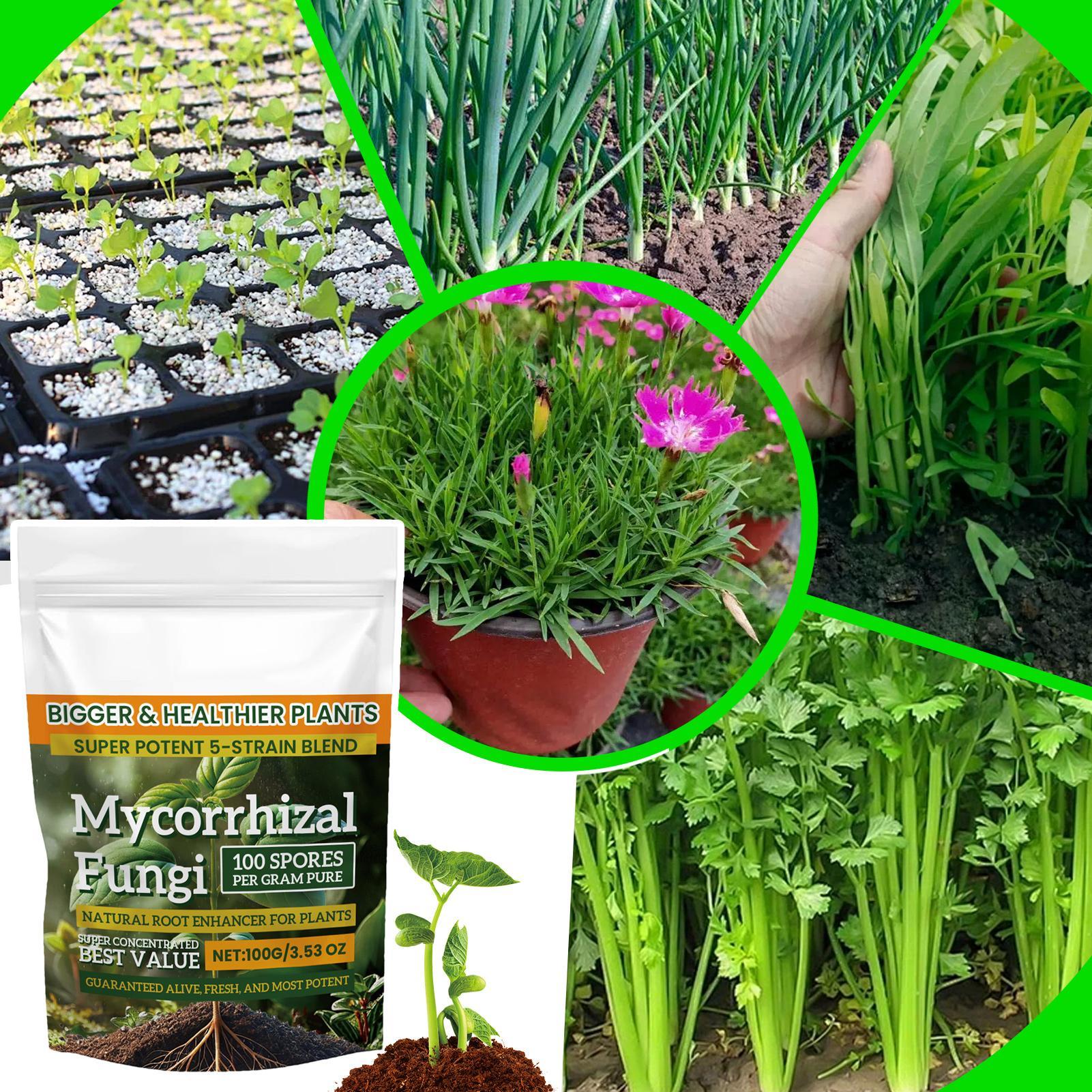 Plant Growth Enhancer Powder 1 - Rooting Hormone Powder avis et prix