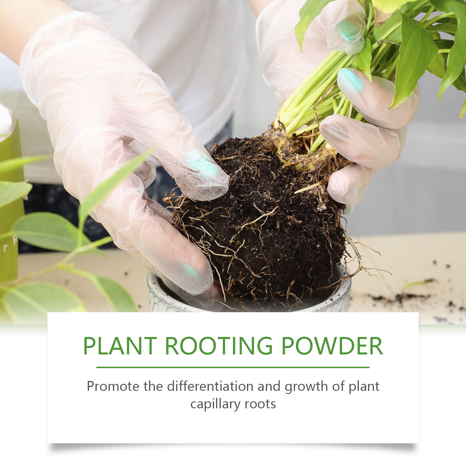 100g Plant Rooting Powder for  - Rooting Hormone Powder avis et prix
