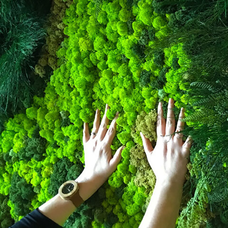 40/20g Artificial Moss Grass G - Sphagnum Moss Dry avis et prix
